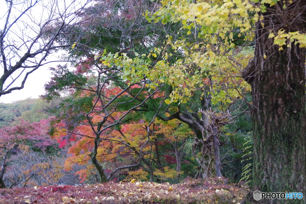 紅葉の百草園 2