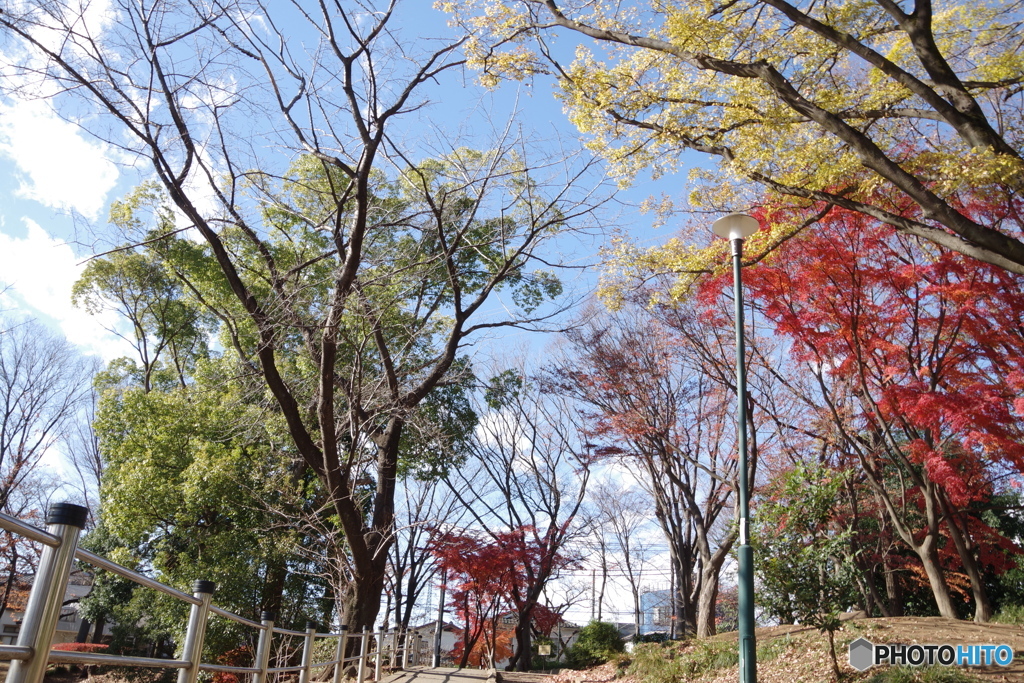 青空と枯木と紅葉