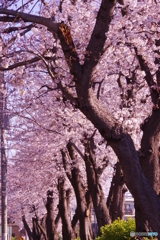 道端の桜並木左列