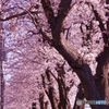 道端の桜並木左列