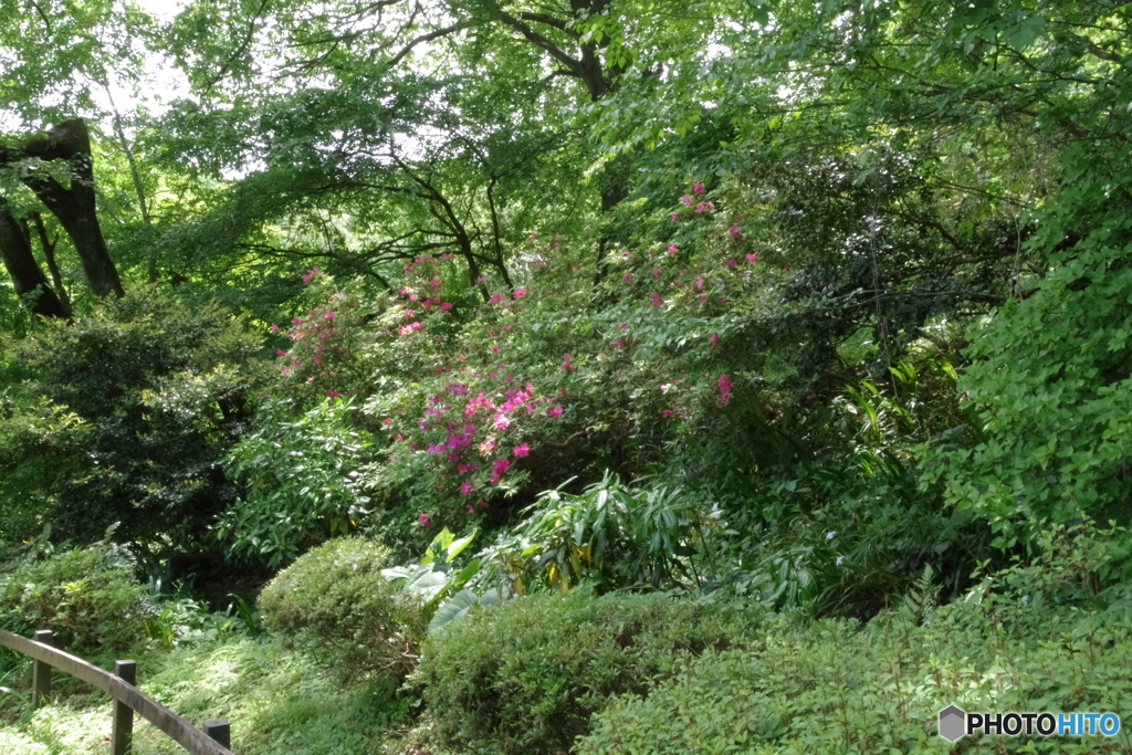 新緑の薬師池公園とツツジ
