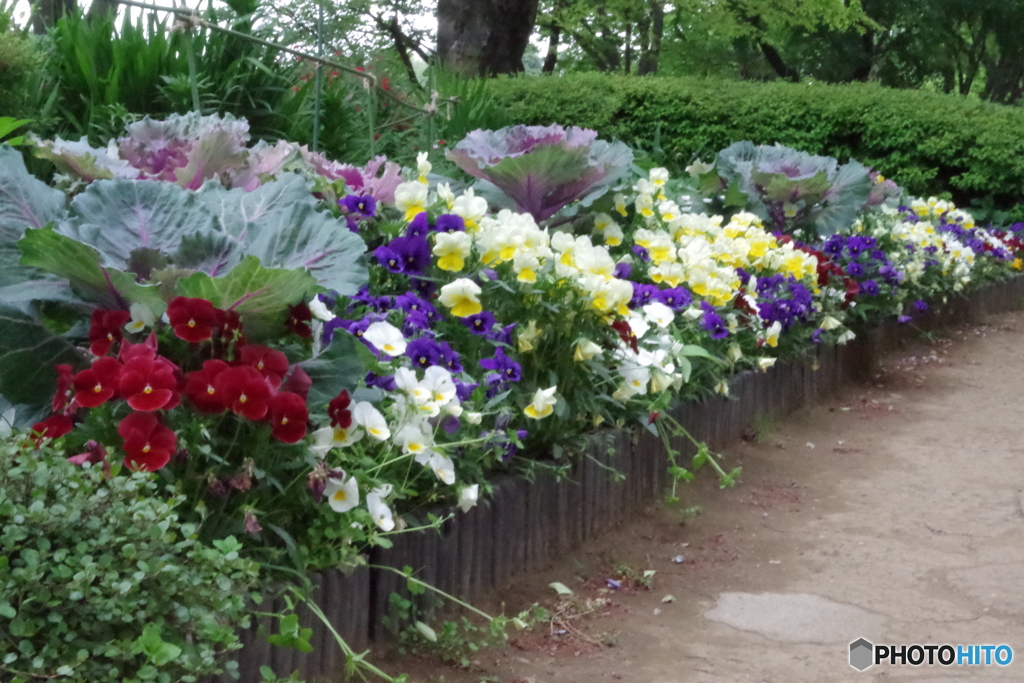 小金井公園の花壇１