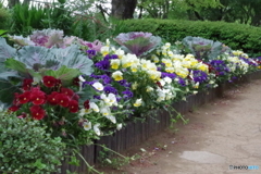 小金井公園の花壇１