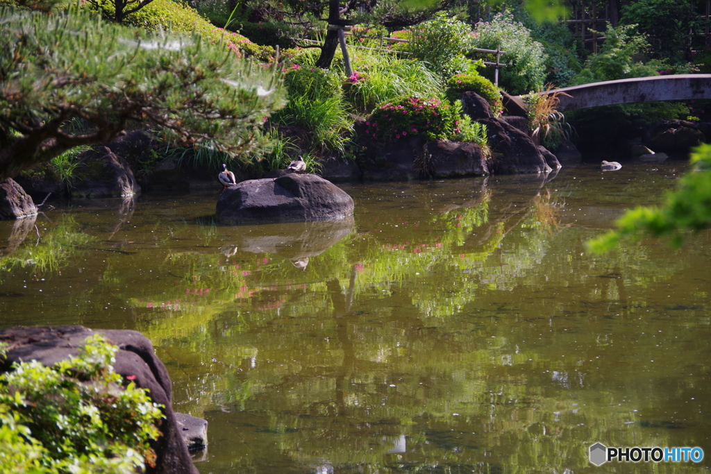 府中公園の池のツツジ２