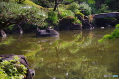 府中公園の池のツツジ２