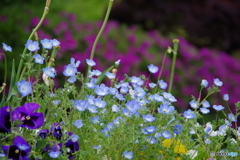 武蔵野公園の花壇13