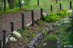 白い曼珠沙華と小川2