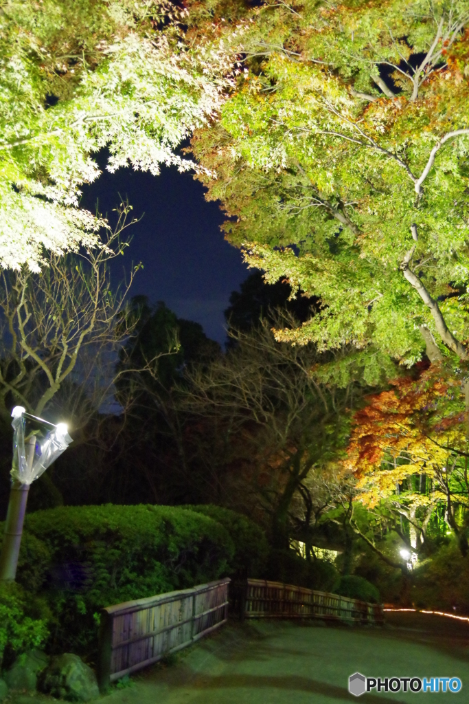 ライトアップ百草園の紅葉１