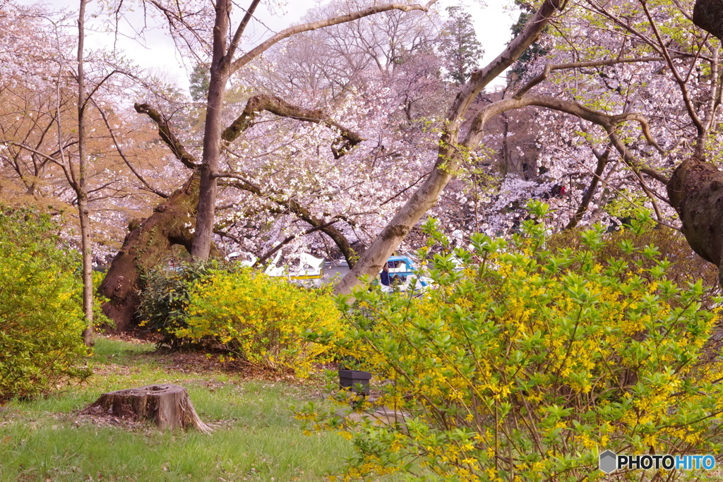 桜とレンギョウ 3