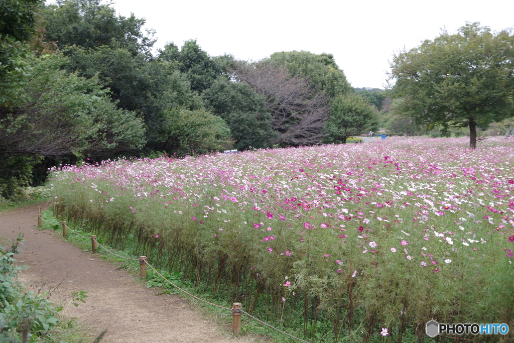 昭和記念公園花の丘５