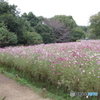 昭和記念公園花の丘５