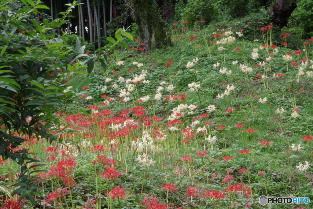 旧永井家周辺の曼珠沙華６