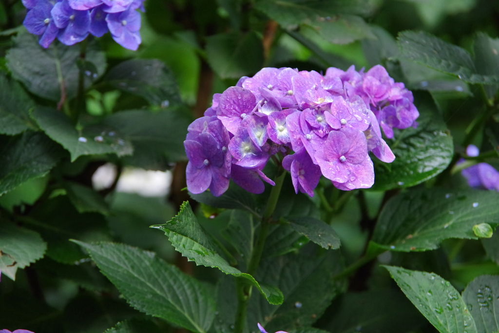 雨あがりの紫陽花7