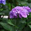 雨あがりの紫陽花7