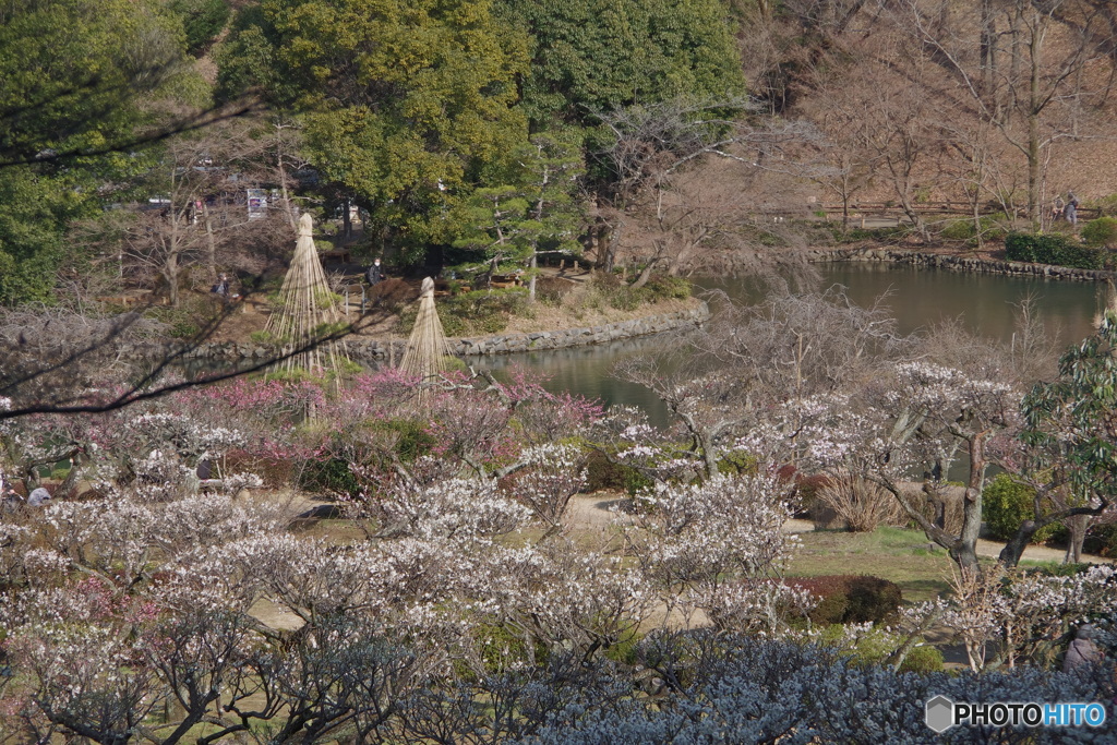 薬師池公園の梅園