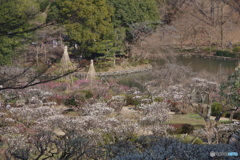 薬師池公園の梅園