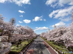 国立大学通り桜並木と雲と青空