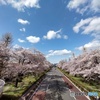 国立大学通り桜並木と雲と青空