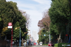 国分寺街道の青空と紅葉