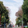 国分寺街道の青空と紅葉