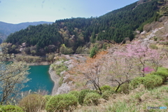 桜の奥多摩湖6