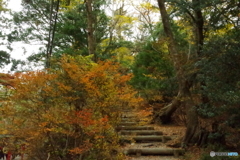 紅葉の登山道