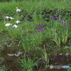 水生植物園の花菖蒲8