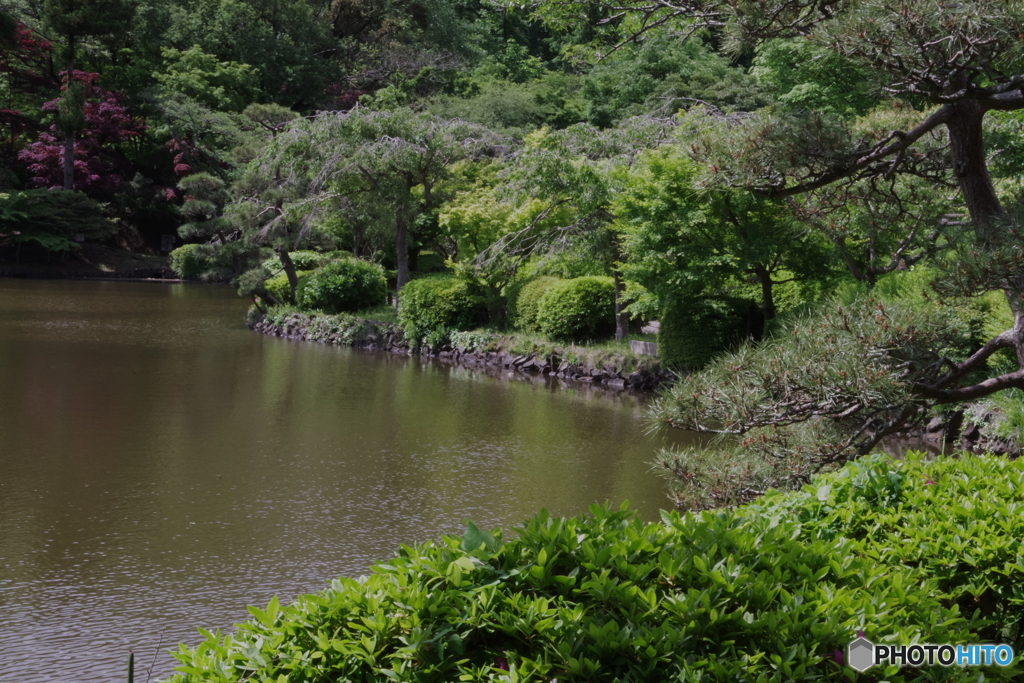 新緑の薬師池公園6