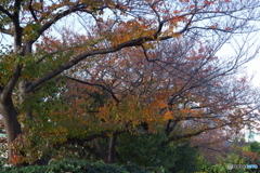 紅葉の桜木