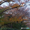 紅葉の桜木