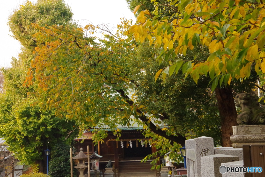 五條神社と紅葉