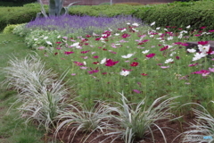 神代植物公園の花壇3