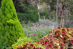 武蔵野公園の花壇4