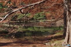池と木陰