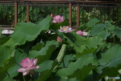 大賀ハスの花３