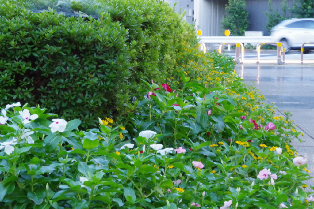 武蔵国分寺公園の花壇11