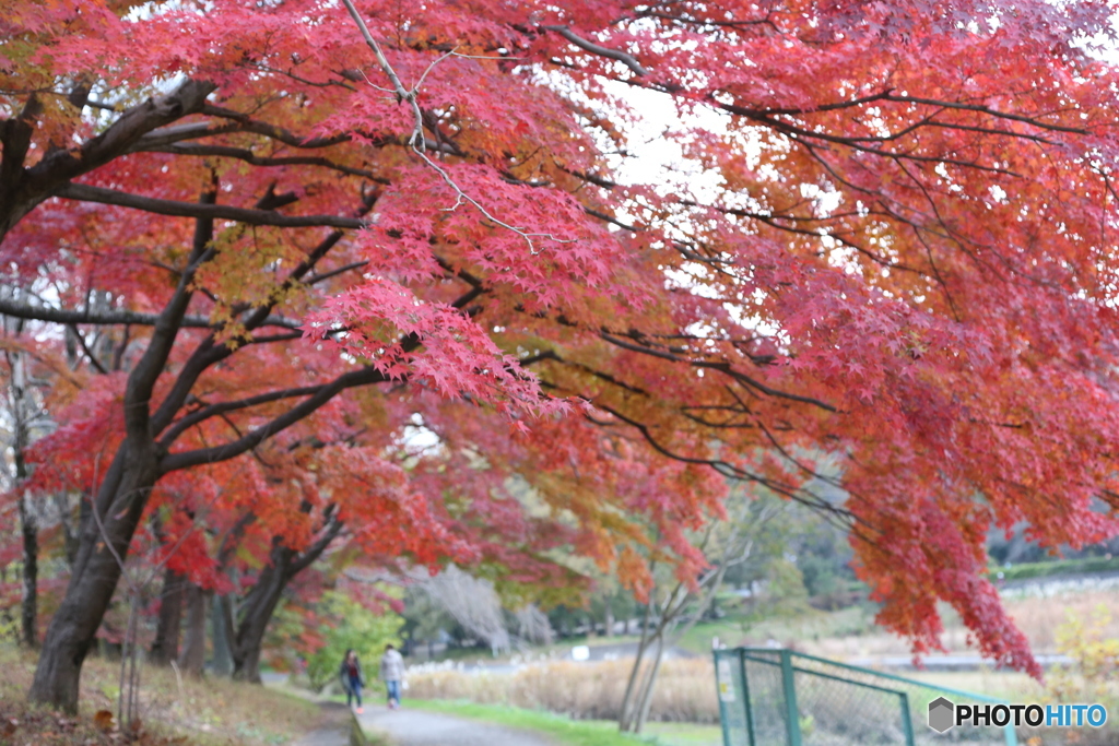 武蔵野公園　もみじ並木5