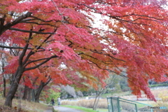 武蔵野公園　もみじ並木5
