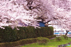道端の桜３