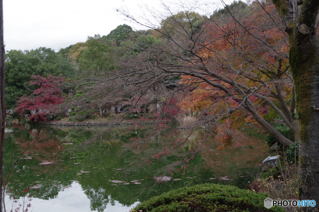 紅葉の薬師池14