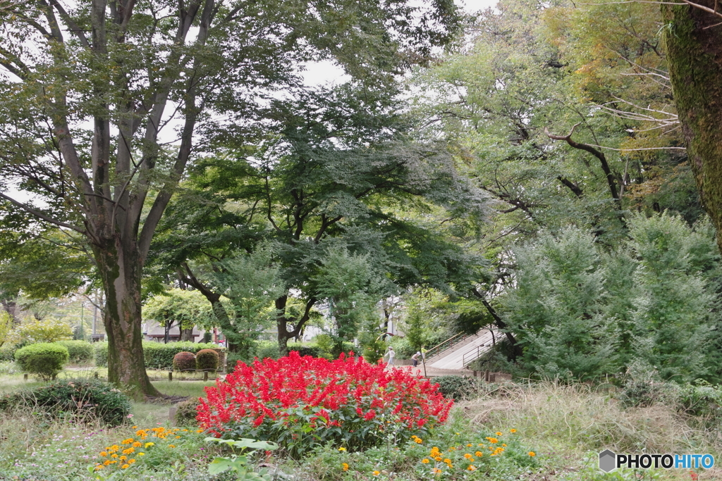 黒鐘公園とサルビア5