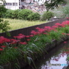 小川と曼珠沙華2