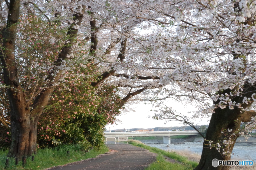 福生市多摩川堤防4