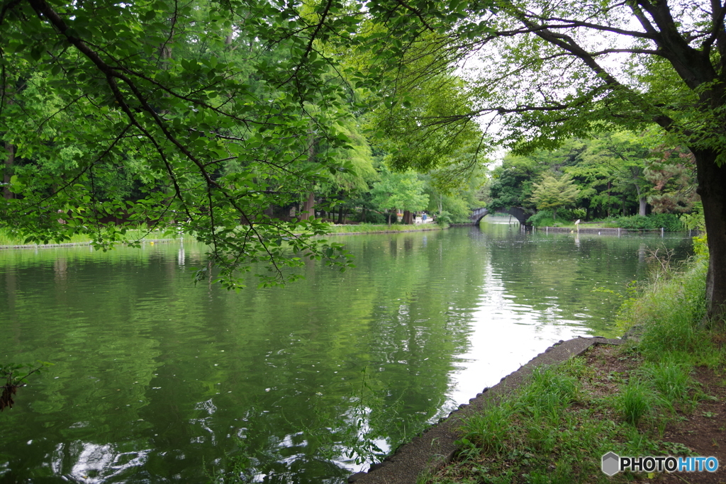 新緑の池10