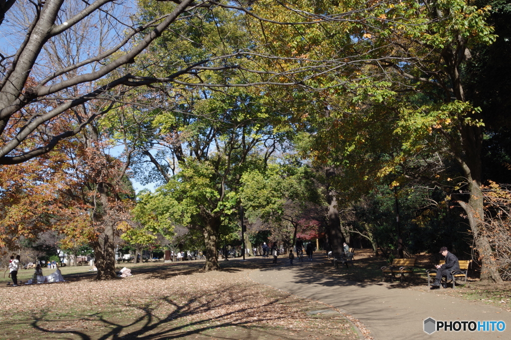 紅葉と木陰