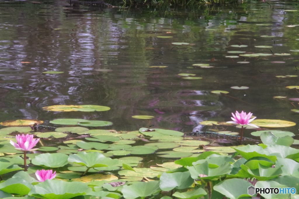 やすらぎの池の蓮花