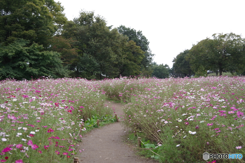昭和記念公園花の丘１