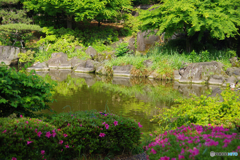 ツツジの日本庭園3