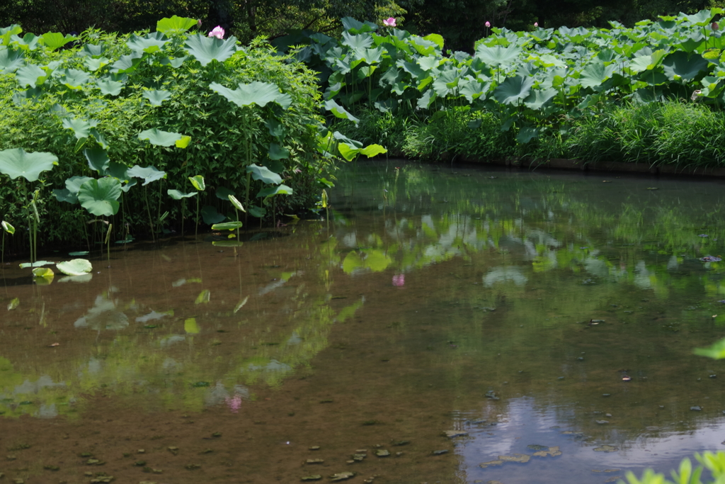 薬師池公園の蓮の花３