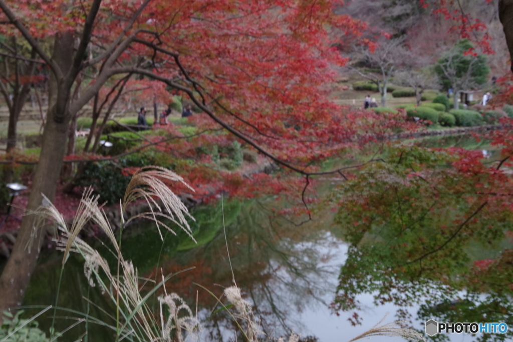 紅葉の薬師池20